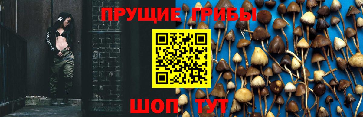 Псилоцибиновые грибы Cubensis  Вход с VPN  Северск 