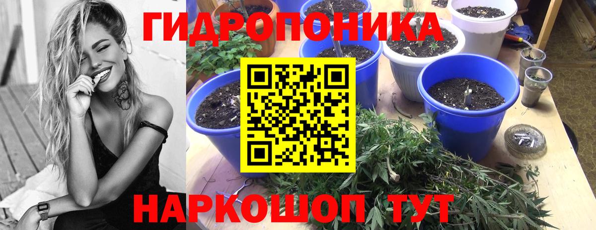 Конопля конопля Северск